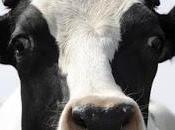 LODI. Coldiretti: ricatto all’Italia alla polvere formaggi.