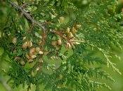 Thuya occidentalis clinica omeopatica