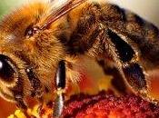 Omeopati veterinari antimicrobici apicoltura