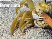 17/11/2015 Rifiuti mare minaccia ecosistema biodiversità, Governo azioni contrasto