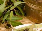 Apparato respiratorio: prevenzione, cura depurazione