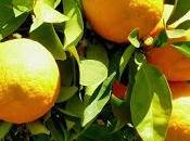 Citrus aurantium arancio come perché funziona digestione.