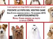 #5fotoxunpasto donare pasti gratis cani rifugi enpa