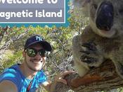 Magnetic Island: info, racconti koala liberi