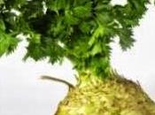 Sedano, Rapa Sedano Rapa?