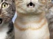 Cosa mangiano nostri animali domestici?