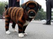 Cani verniciati made Cina, hanno limite?