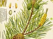 Pino silvestre, olio essenziale