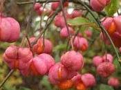 berretto prete (Euonymus europeus)