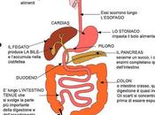 Anatomia dell'apparato digerente classificazione principi nutritivi