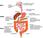 Anatomia dell'apparato digerente classificazione principi nutritivi