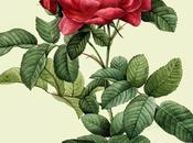 Rosa, olio essenziale