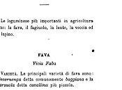 Fava (Vicia faba 1753) Canevari Coltivazione delle Piante Alimentari, Italia Agricola Editrice 1884