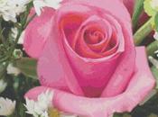 Schema punto croce: Rosa_3