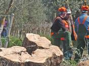 Xylella, dieci indagati Lecce diffusione colposa della malattia: anche Silletti