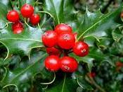 Agrifoglio Pungitopo