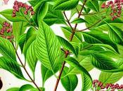 Sandalo, olio essenziale