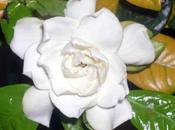 Camelia: pianta dalle incredibili proprietà