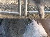 Vito (1982-2011) Gunther (1997-2011)