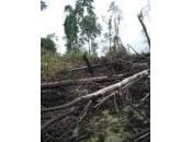 Indonesia: moratoria acqua