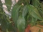 PULP WEDNESDAY ovvero POLLICE VERDOLINO