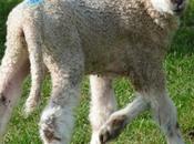 Scherzi della natura: l'agnellino nato cinque gambe