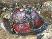 Necropoli villanoviane