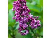 collezione lillà: Syringa vulgaris “Charles Joly”