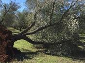 Inchiesta Xylella: convalida sequestro degli ulivi