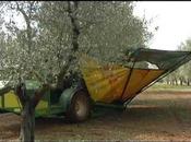 olive vanno ruba: fanno gola agli storni