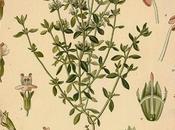 Timo, olio essenziale