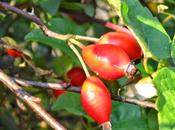 Rosa canina: proprietà, infuso marmellata