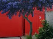 Alberi piccoli giardini Houzz)