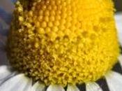 Purificare bile prevenire coliche: olio essenziale camomilla