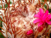 Melocactus: prima fioritura