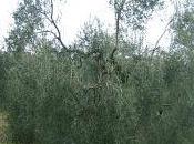 Olivo forma allevamento vaso policonico