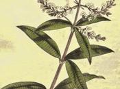 Verbena odorosa, olio essenziale