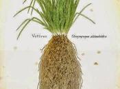 Vetiver, olio essenziale