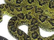 serpente della foresta