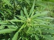Consiglio ministri arriva depenalizzazione della cannabis terapeutico