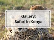 Gallery: Safari Kenya