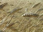 Carosella, grano tosello, gentile Triticum siligenum, spica mutica alba.