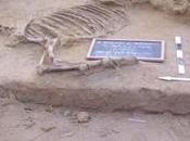 Necropoli Faliro, trovato scheletro cavallo