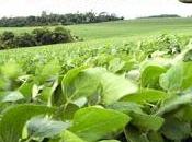 paradigma agroecologico come sintesi agronomia ecologia transizione dell’agricoltura verso sostenibilità