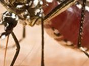 Virus Zika: nuova minaccia dalle zanzare