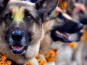 Nepal festa celebra fedeltà l’amicizia canina.