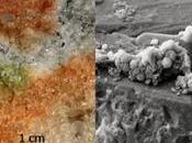 funghi antartici potrebbero sopravvivere Marte