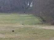 PAVIA. pavese nutria ogni persone: situazione lombarda ormai limite. Sollecitazioni Coldiretti.