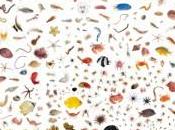 Riflessioni antropocentriche sull’importanza della biodiversità