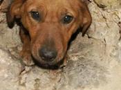 Bastonati murati vivi: volontari smantellano baracca dell’orrore